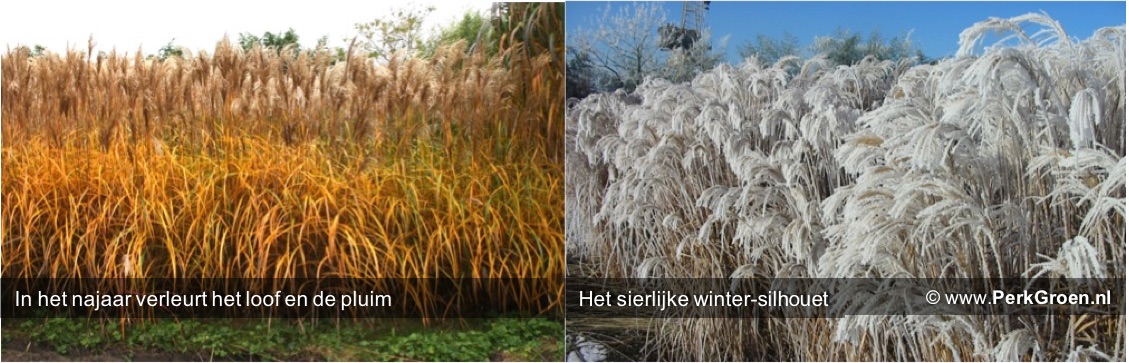 Siergrassen Miscanthus door de seizoenen herfst en winter